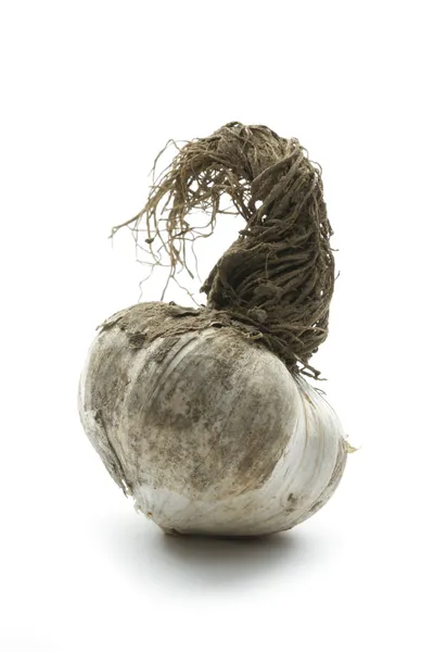 Organic garlic — Stock Photo, Image