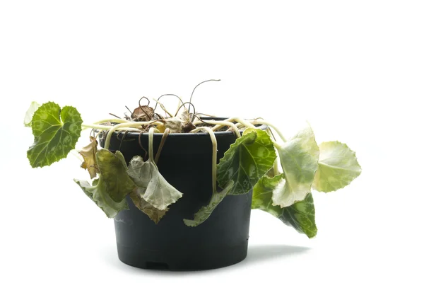 Wilted pot plant — Stock Photo, Image