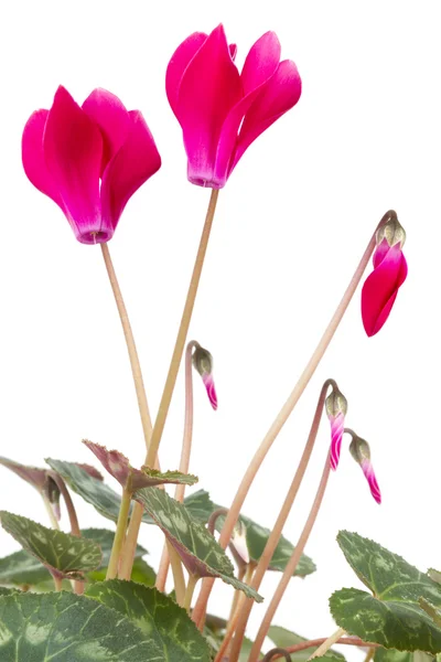 Cyclamen — Stock Photo, Image