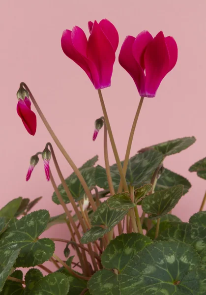 Cyclamen — Stock Photo, Image