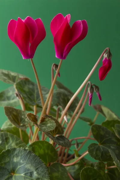 Cyclamen — Stockfoto