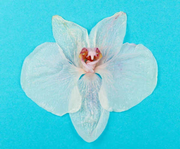 Wilted orchid — Stock Photo, Image