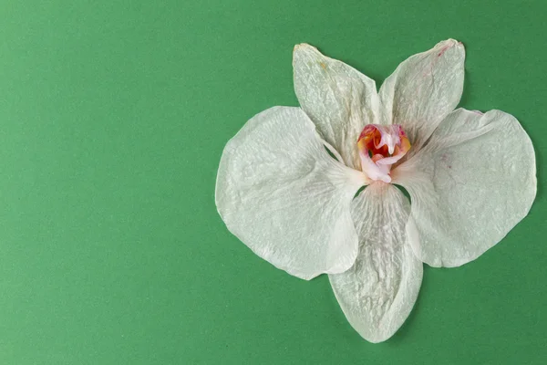 Zwiędłe orchidea — Zdjęcie stockowe