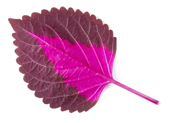 Exotic leaf — Stock Photo, Image