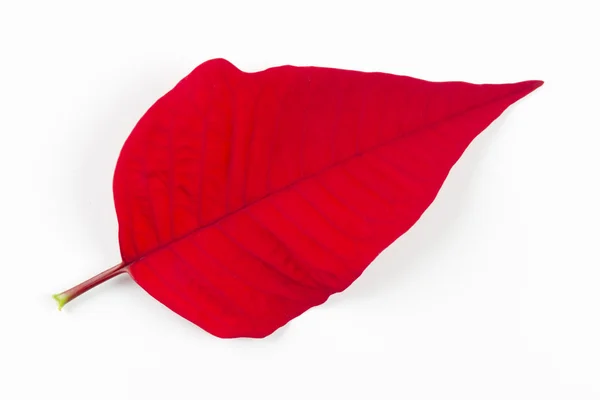 Exotic leaf — Stock Photo, Image