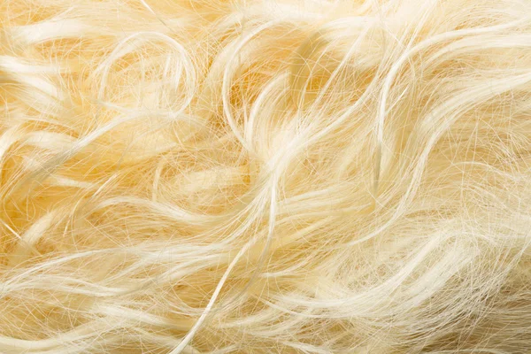 Capelli biondi — Foto Stock