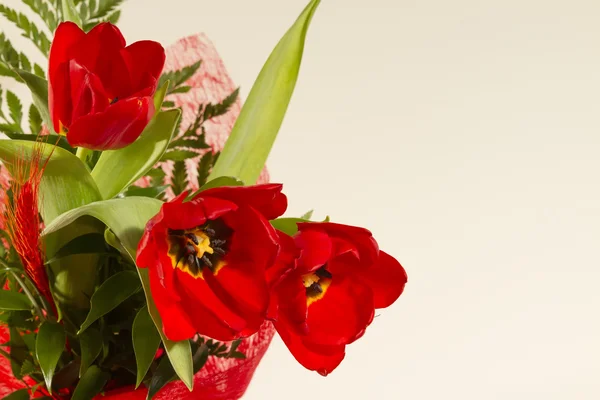 Red tulips — Stock Photo, Image