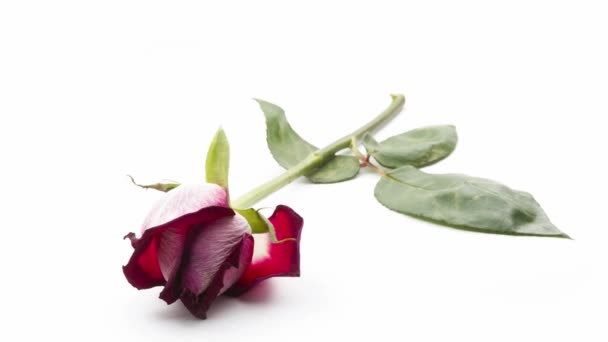 Rose flétrie 