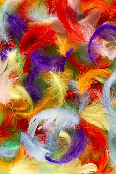 Feathers — Stock Photo, Image