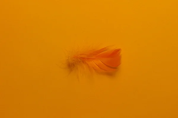 Feather — Stock Photo, Image