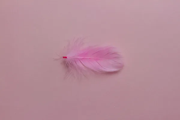 Feather — Stock Photo, Image