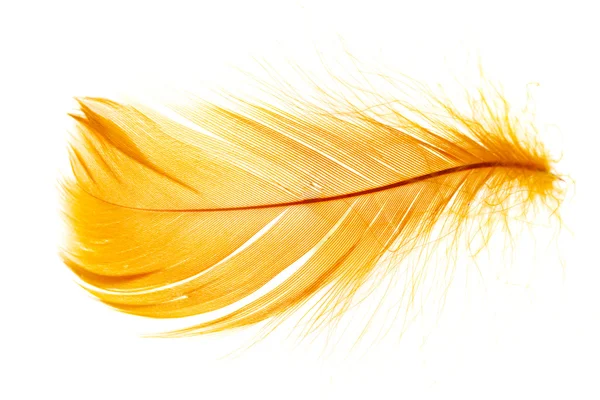 Feather — Stock Photo, Image