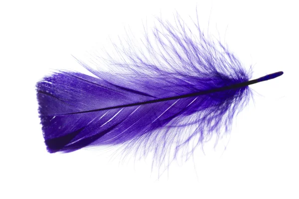 Feather — Stock Photo, Image