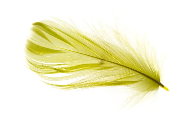 Feather — Stock Photo, Image