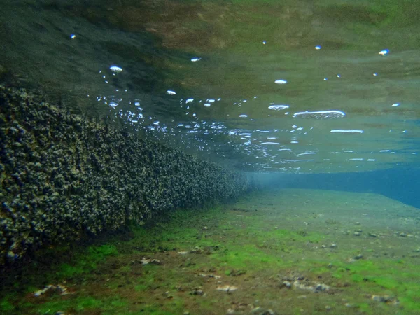 Snorkel en Adriático — Foto de Stock