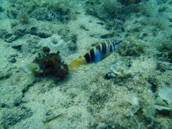 Snorkeling in Adriatic — Stock Photo, Image