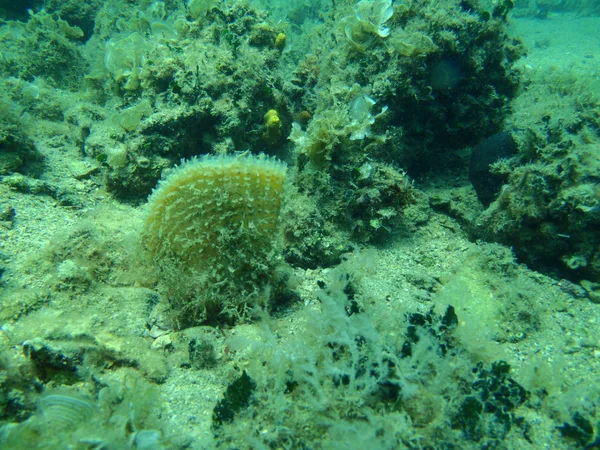 Snorkeling in Adriatic — Stock Photo, Image