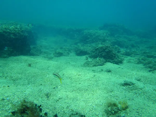 Snorkling i Adriatiska havet — Stockfoto