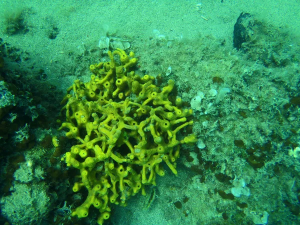 Snorkling i Adriatiska havet — Stockfoto