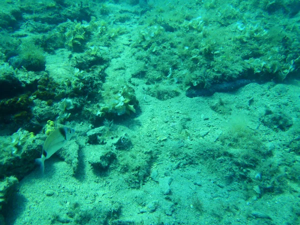 Snorkling i Adriatiska havet — Stockfoto