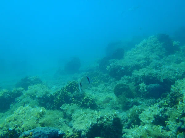 Snorkling i Adriatiska havet — Stockfoto