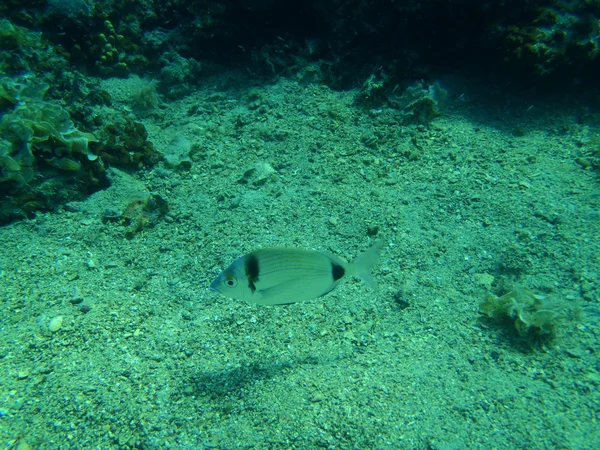 Snorkeling in Adriatic — Stock Photo, Image