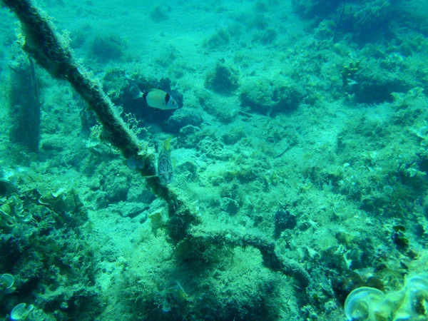 Snorkeling in Adriatic — Stock Photo, Image