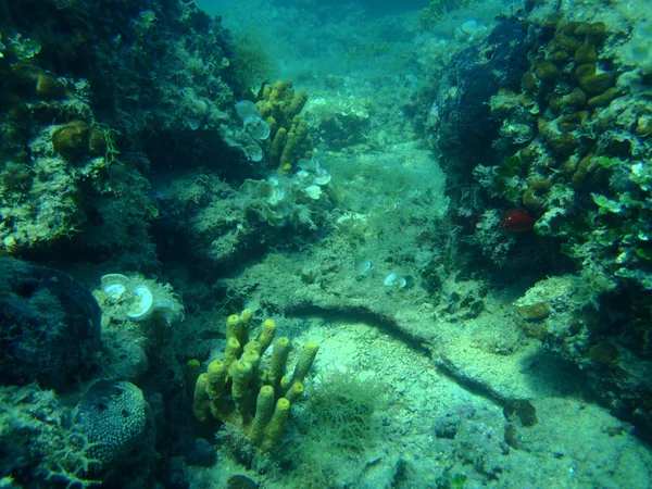 Snorkeling in Adriatic — Stock Photo, Image