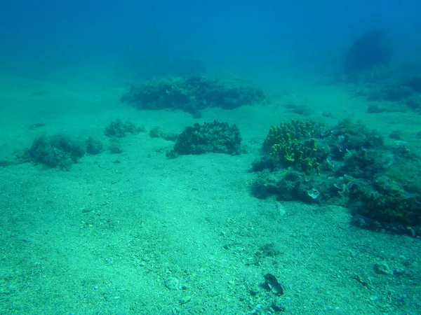 Snorkeling nel mare Adriatico — Stockfoto