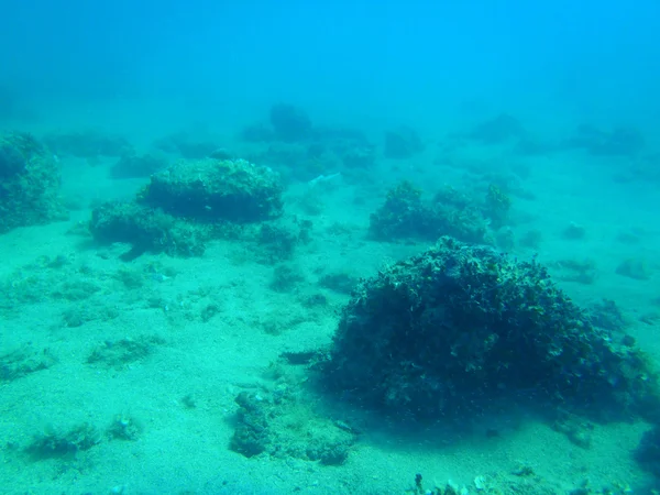 Snorkel em Adriatic — Fotografia de Stock