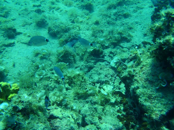 Snorkeling in Adriatic — Stock Photo, Image