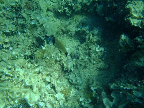 Adriyatik şnorkel — Stok fotoğraf