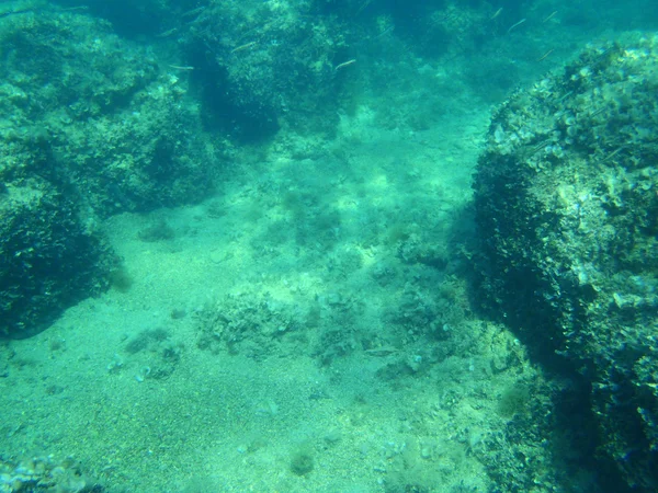 Snorkeling in Adriatic — Stock Photo, Image