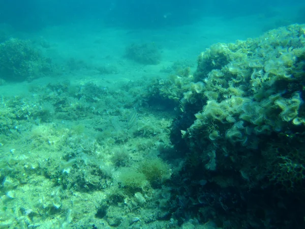 Snorkling i Adriatiska havet — Stockfoto