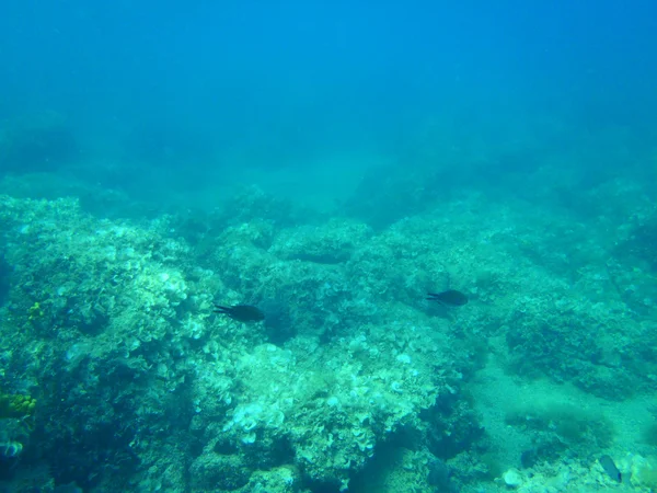 Snorkeling nel mare Adriatico — Stockfoto