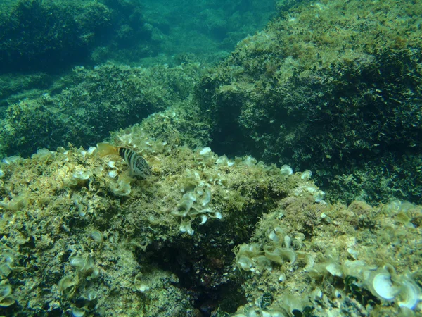 Snorkeling în Marea Adriatică — Fotografie, imagine de stoc