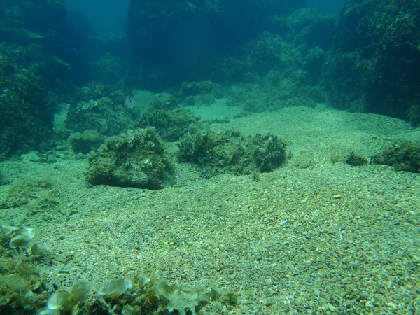 Snorkeling in Adriatic — Stock Photo, Image