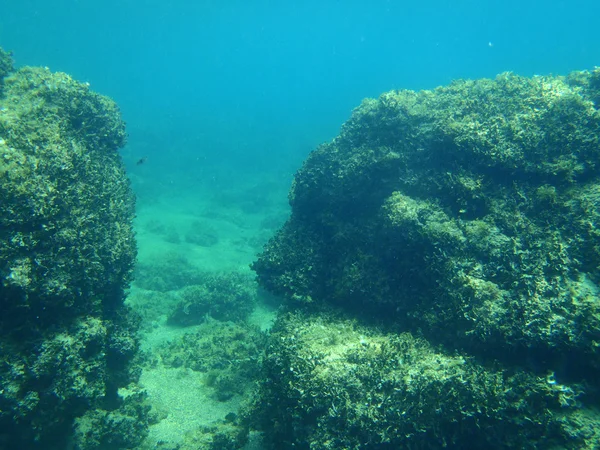 Snorkeling in Adriatic — Stock Photo, Image