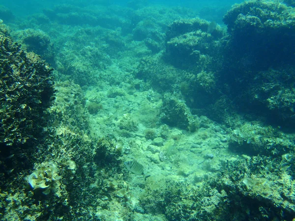 Snorkel em Adriatic — Fotografia de Stock