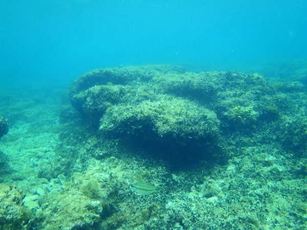 Adriyatik şnorkel — Stok fotoğraf