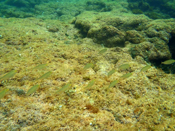 Snorkeling in Adriatic — Stock Photo, Image