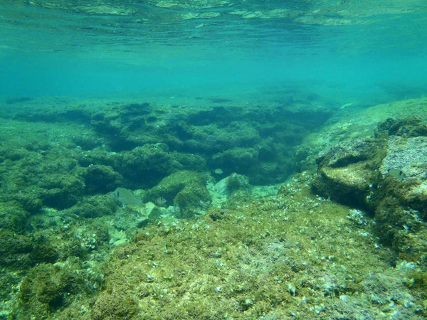 Nurkowanie w Adriatyku — Zdjęcie stockowe