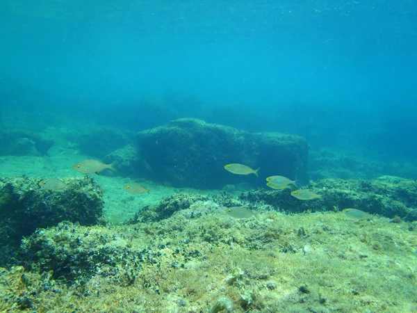 Snorkeling nel mare Adriatico — Stockfoto