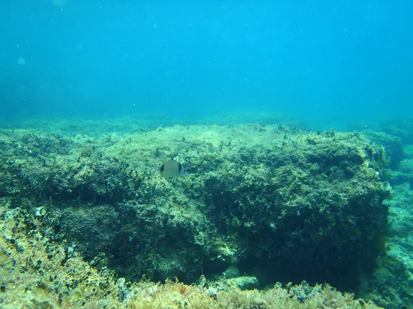 Snorkling i Adriatiska havet — Stockfoto