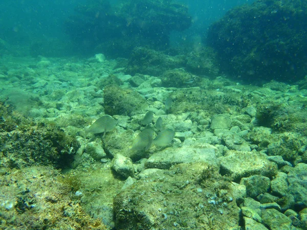 Snorkeling nel mare Adriatico — Stockfoto