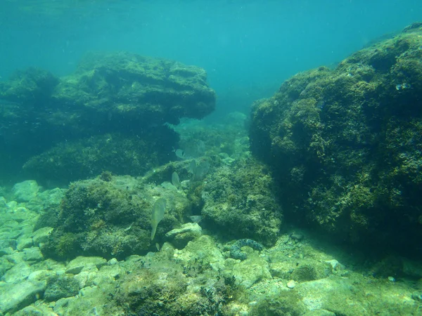 Snorkling i Adriatiska havet — Stockfoto