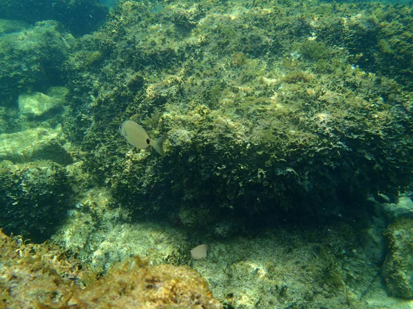 Snorkel em Adriatic — Fotografia de Stock