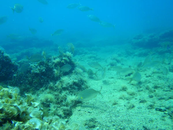 Підводним плаванням в Адріатиці — стокове фото
