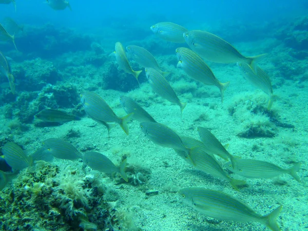 Snorkeling in Adriatico — Foto Stock