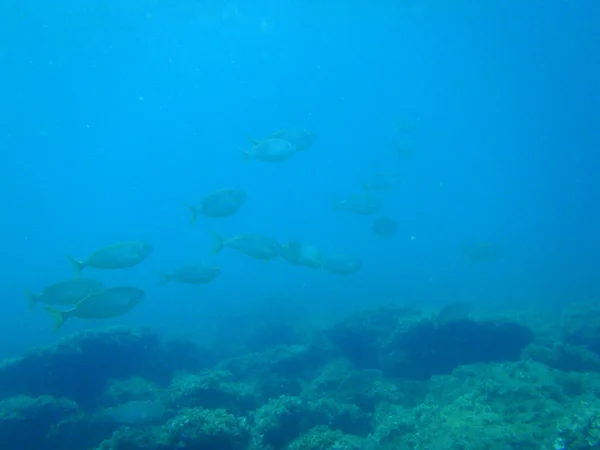 Snorkeling in Adriatic — Stock Photo, Image